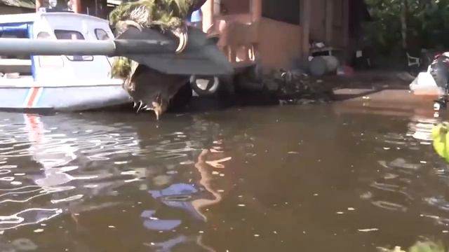 Вот что Бывает, Когда Люди Помогают Животным смотреть онлайн