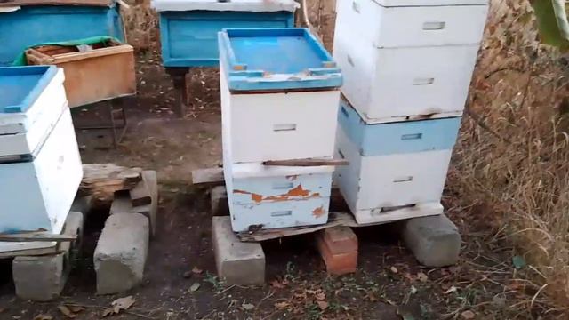 Немного об изоляции маток. Готовность семьи в улье ППУ №12 к зимовке. смотреть онлайн