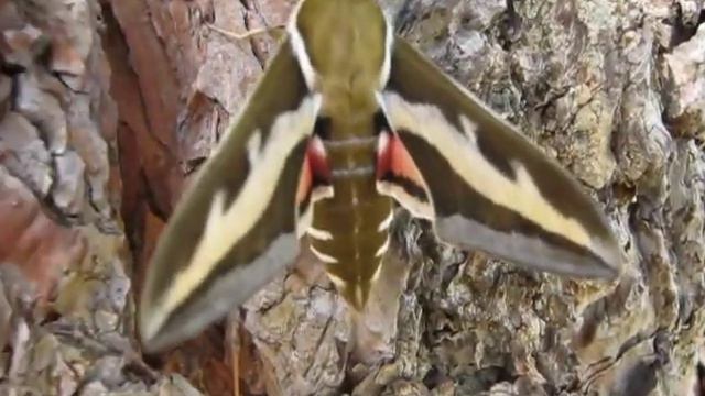 Бабочка Бражник смотреть онлайн