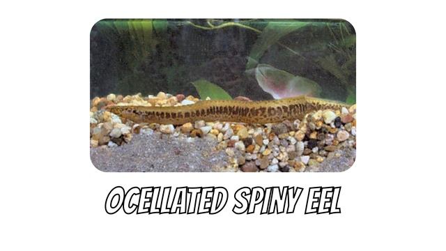 Types of Eels | 20 Different Types of Eels #eels #fish #fishspecies смотреть онлайн