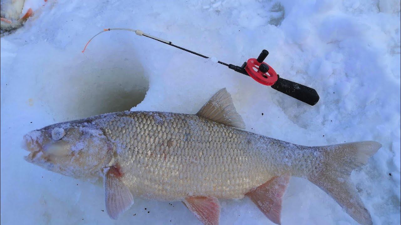 ХОТЕЛИ ПОЛОВИТЬ ОКУНЯ НО ЖИРНАЯ СОРОГА И ТОЛСТЫЕ ЯЗИ НЕ ПОДПУСКАЮТ ЕГО К МОРМЫШКЕ.ЗИМНЯЯ РЫБАЛКА . смотреть онлайн