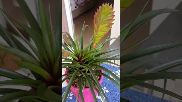 Как называется этот цветок и как его можно отсадить детенышей? смотреть онлайн