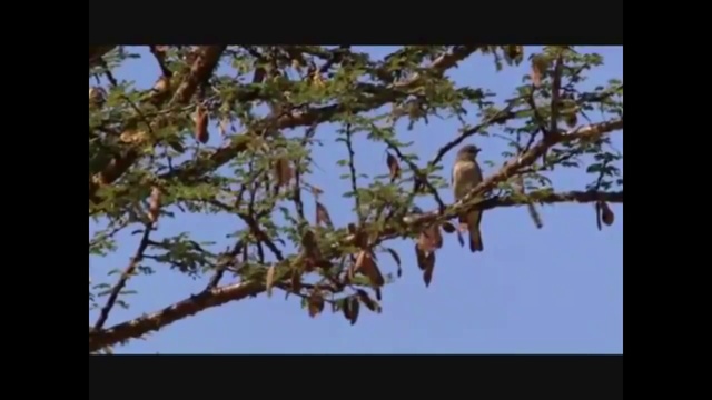 Медоуказчик1 смотреть онлайн