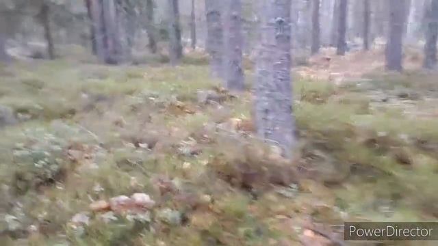Выходной в не ОРХИДЕЙ но Для ОРХИДЕЙ/Еду за Мох_Сфагнум в Лес/Последний сбор перед Зимой 15.11.20 смотреть онлайн