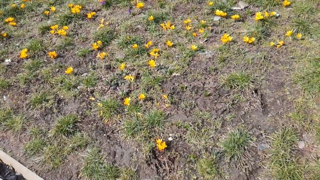 Наш район. Крокусы цветут. Весна! смотреть онлайн