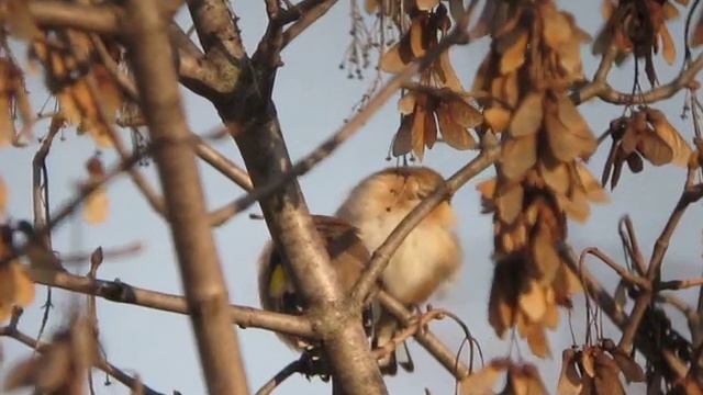 Ripresa eseguita con tecnica digiscoping - goshikihiwa смотреть онлайн