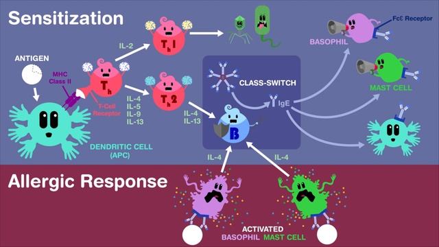 ALLERGIES_TYPE I HYPERSENSITIVITY.mp4 смотреть онлайн