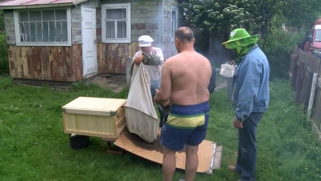 Заселение роя пчёл в улей смотреть онлайн