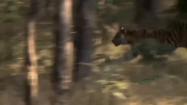 Terrible Riot! Will The Lion Break The Gorilla's Beautiful Dream? The Battle Of The Two Strongest смотреть онлайн