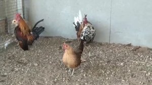 Малазийская Серама (Небольшой обзор)