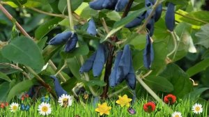 Жимолость съедобная Гордость Бакчара ? Обзор: посадка и уход. крупномеры: описание и особенности