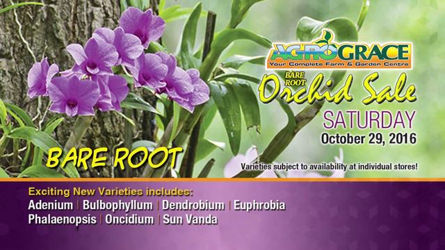AgroGrace Orchid Sale смотреть онлайн