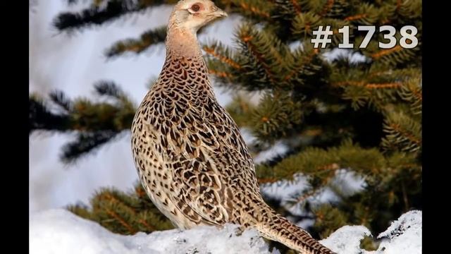 #1738. Куропатки, рябчики и перепела (В мире животных) смотреть онлайн