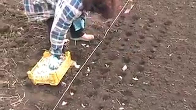 посадка чеснока под самодельную лопату смотреть онлайн