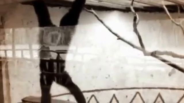 Белорукий гиббон смотреть онлайн