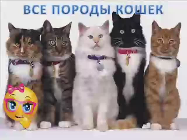 Все породы кошек. От А до Я.... смотреть онлайн