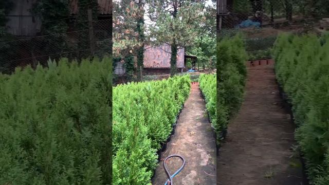 Smaragd tuja смотреть онлайн