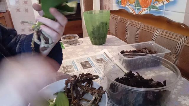 77)ВЕСЕННЯЯ🌞 ПЕРЕСАДКА(ОМОЛОЖЕНИЕ)СВОЕЙ ПЯТНИСТОЙ КОРОЛЕВЫ🤗 смотреть онлайн