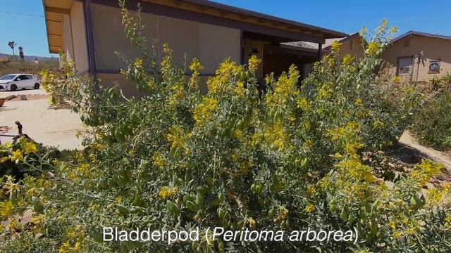 The Mendoza's Of Twentynine Palms