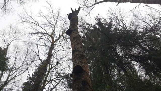 Тихая охота. Сергиев-Посадский район. Озеро Лесное 18.11.2023 смотреть онлайн