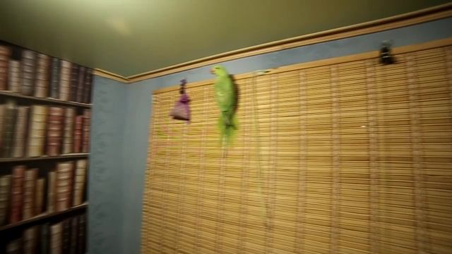 ожереловые попугаи летают немного смотреть онлайн