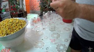 ГОТОВИМ ЗАМОРОЖЕНЫЕ  СТАКАНЫ С КУКУРУЗОЙ   НА  ТРОФЕЙНОГО  АМУРА И КАРПА  !