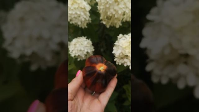 Томат "Синяя Груша" смотреть онлайн