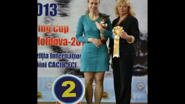 Chihua Kennel VELLORY STYLE смотреть онлайн