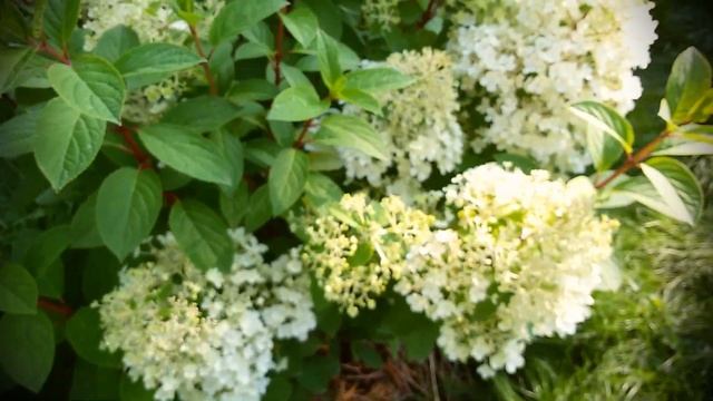 Гортензия Бобо. Bobo Hydrangea Paniculata.