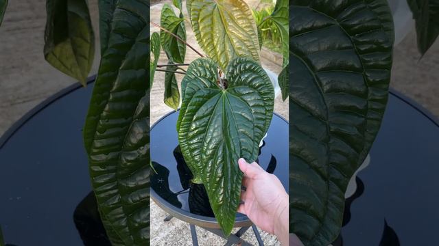 Anthurium Radicans #plants