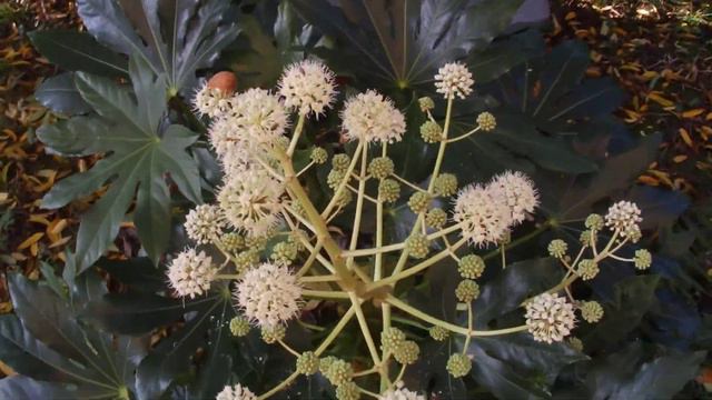 Flowers of Japanese aralia / Cvetovi sobne aralije смотреть онлайн