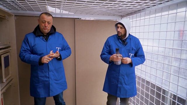 Cură pentru porumbeii de la reproducție - Ianuarie 2024 смотреть онлайн