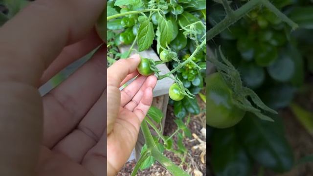 Breeding Tips: Sungold Cherry Tomato Volunteers-Garden Tips??#shorts #gardeningtips #garden смотреть онлайн