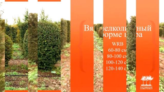Вяз мелколистный смотреть онлайн