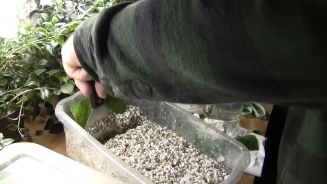 Propagation of Streptocarpus смотреть онлайн