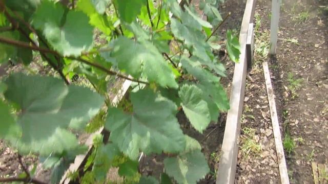 Виноград Красноярска .2020г. Сергей Будрис. 8-902-980-79-86. смотреть онлайн