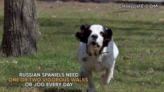 Russian Spaniel Dog Breed Information смотреть онлайн