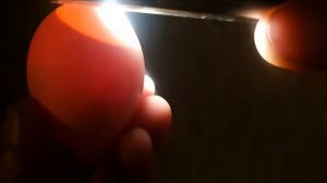 Овоскопирование куриных яиц.