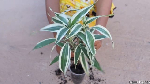 HOW TO GROW DRACENA PLANTS IN CEMENT POTS. смотреть онлайн