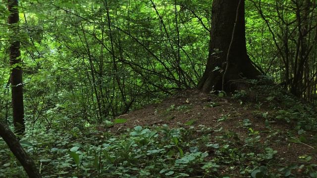 Cannondale Topstone 4 Гравел на лесном трейле смотреть онлайн