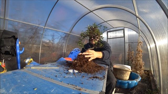 Снова распродажа в ОБИ. Купил китайский вяз бонсай и кипарисовик. смотреть онлайн