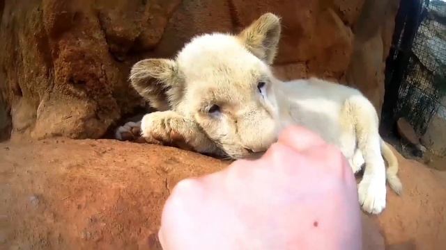 4K Экшн-камера смотреть онлайн