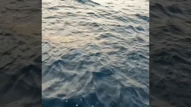 Big King Fish Hunting by hook #shorts #king_fish #fishing смотреть онлайн