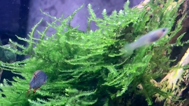 Перезапуск кубика на 30литров #nanocube #aqua нанокубик 30литров