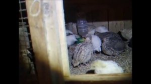 Яйценоскость перепелов техасцев с 335 по 344 день