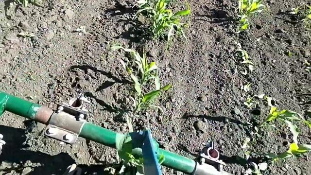 Прополка междурядий кукурузы минитрактором-переломкой