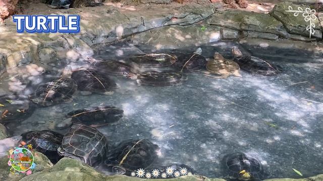 Animal Paradise: Rhinoceros, Sheep & Tiger - Sound Of Predatory Animal