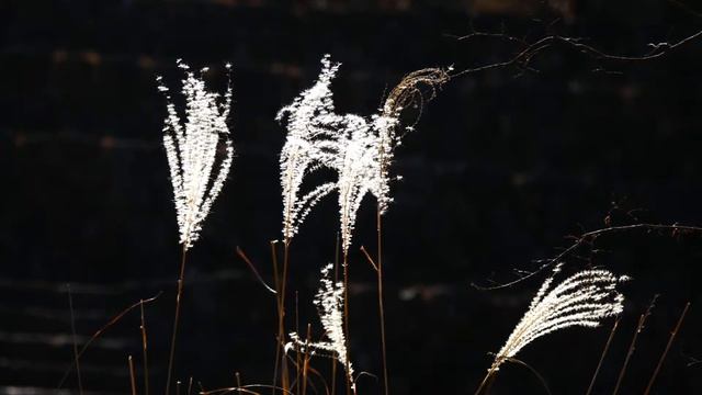 0559#道端の草花#ススキ[薄、芒]#大平公園#Roadside flowers#Miscanthus＃Ohira Park#20210110 смотреть онлайн