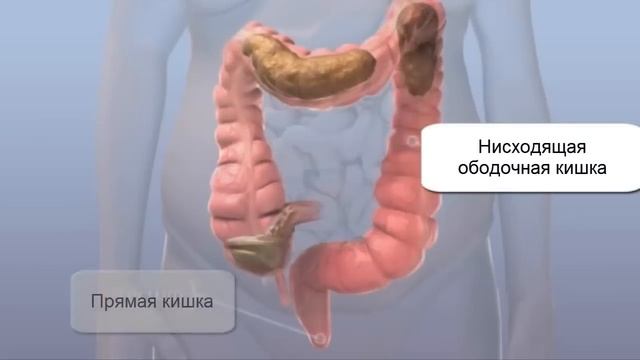 Толстая и прямая кишка Очищение кишки человека смотреть онлайн