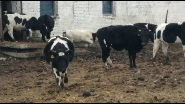 Черно-пестрый скот с доставкой смотреть онлайн